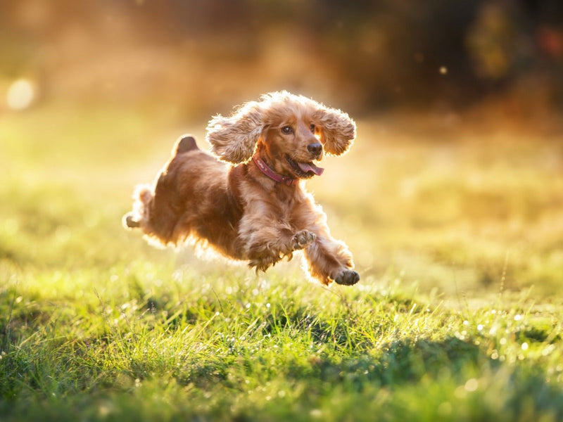 Hoe kalmeer je een hyperactieve hond?