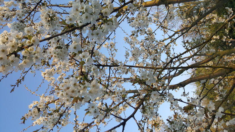 Cherry Plum: kalm blijven als het innerlijk stormt