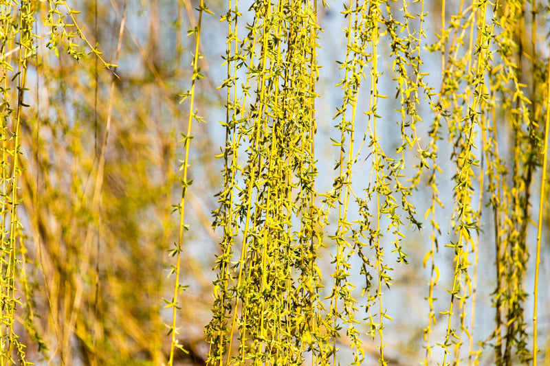 Laat negativiteit los met Bachbloesem Willow