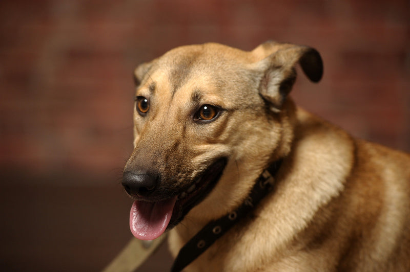 Natuurlijke kalmeringsmiddelen voor honden: Wat werkt écht?