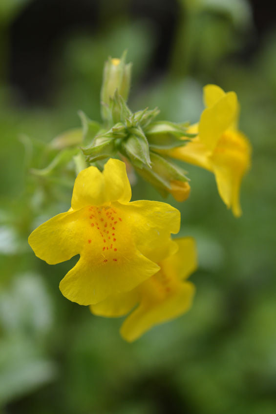 Bachbloesem Mimulus bij concrete angsten