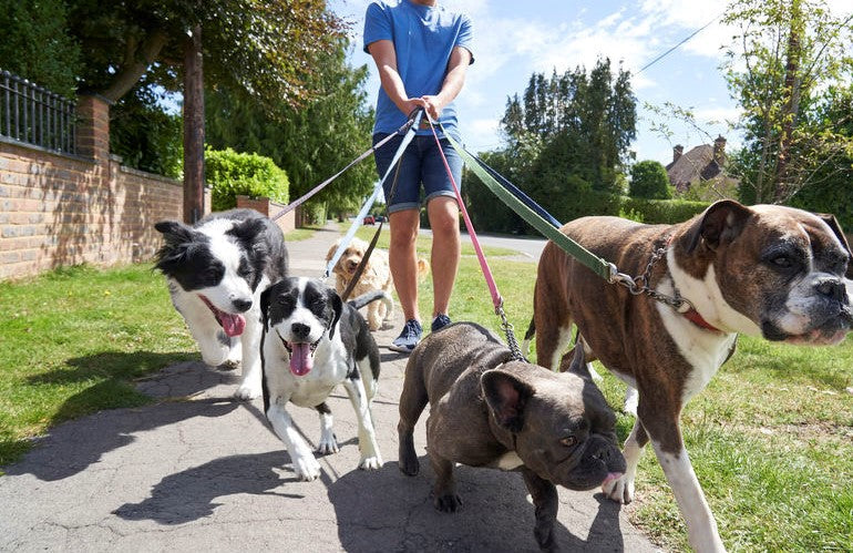 Hond trekt aan de lijn tijdens het wandelen