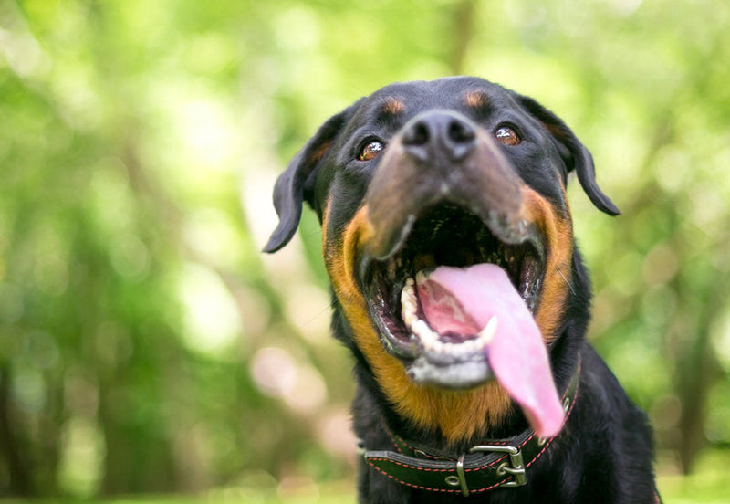 Heeft mijn hond hyperventilatie?