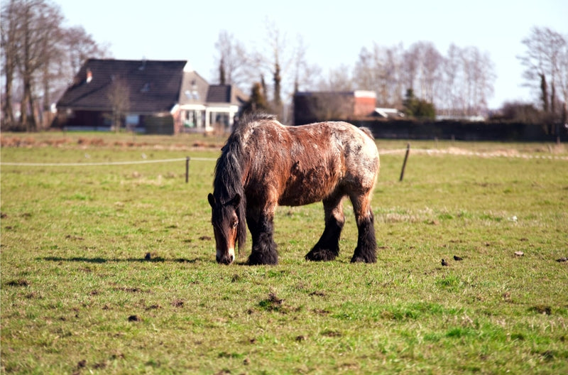 De veranderingen die je oude paard doormaakt