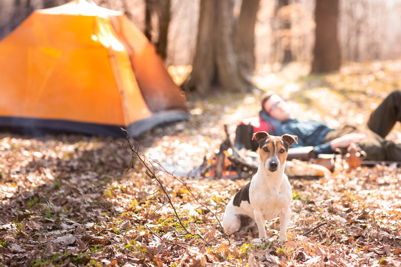 Ervaring met Bach bloesem blaffende hond op vakantie
