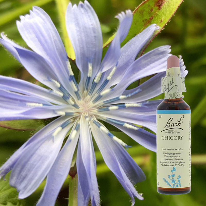 Bach Bloesem Mix Chicory - Cichorei