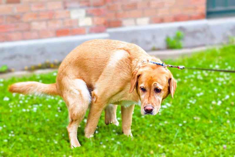 Diarree bij je hond: Heb je dit al geprobeerd?