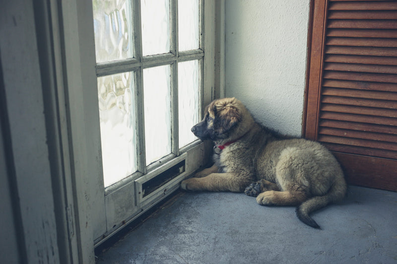 Pup verlatingsangst: wat kan je doen en helpt een natuurlijk middel?