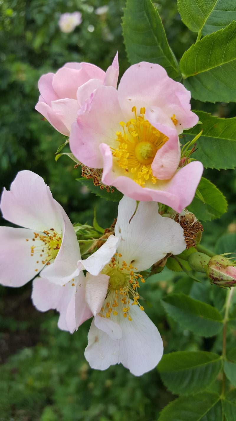 Wild Rose voor hernieuwde energie