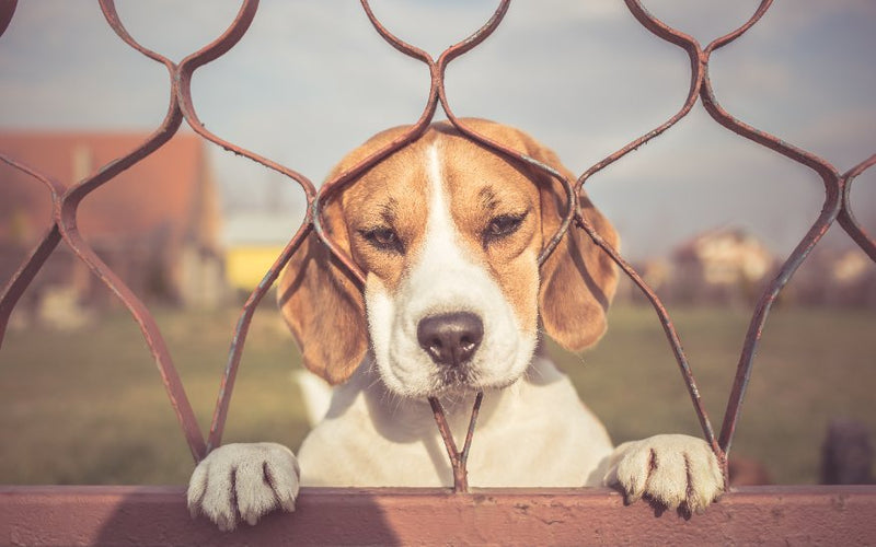 Verlatingsangst hond oplossen?