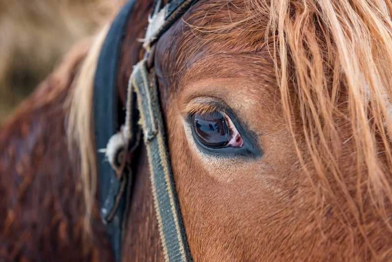 Angstig paard? Dit kun je doen!
