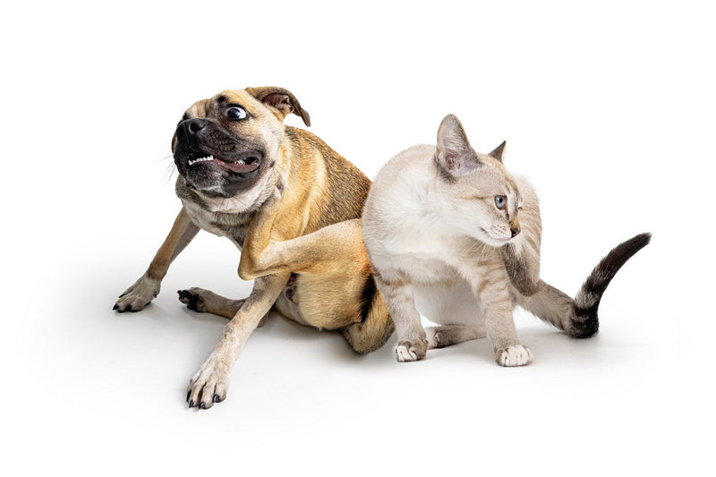 Allergie bij honden: de symptomen