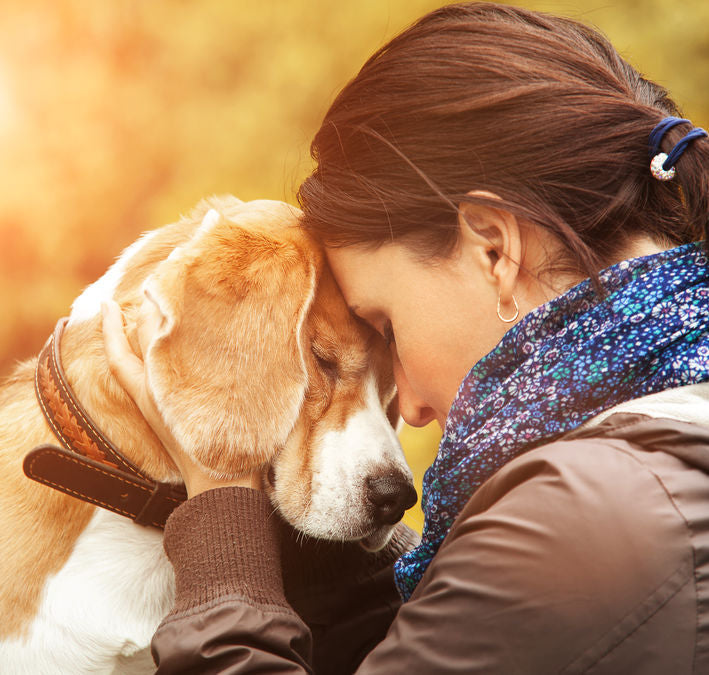 Het gedrag van je hond na de scheiding