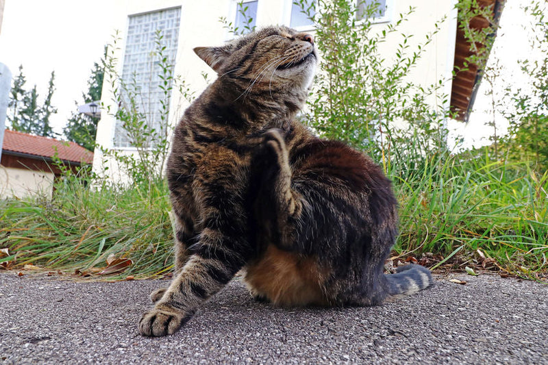 Natuurlijke oplossing bij vlooien of vachtmijt kat