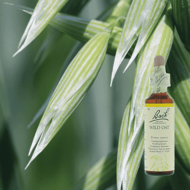 Wild Oat: als je voelt dat er méér in je zit, maar niet weet wat