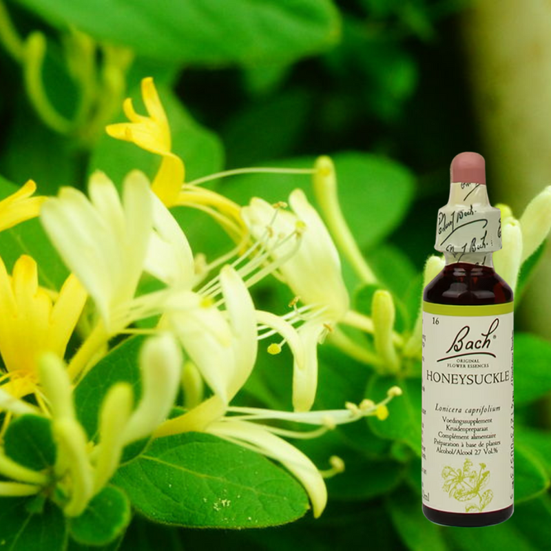 Honeysuckle – Leven in het Nu