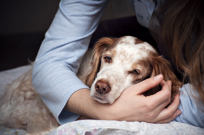 Buikpijn bij je hond verhelpen