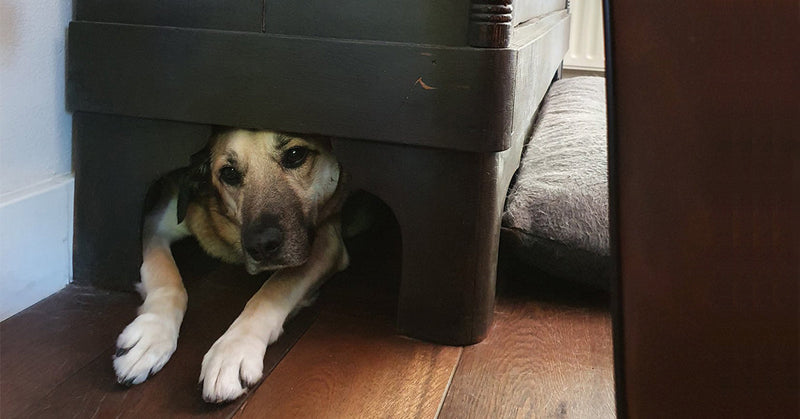 Beste kalmeringsmiddel voor hond met vuurwerkstress