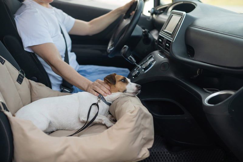 Natuurlijk middel voor een wagenzieke hond