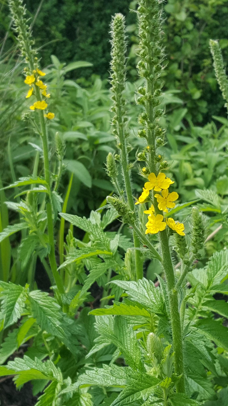 Bachbloesem Agrimonie: een glimlach als masker