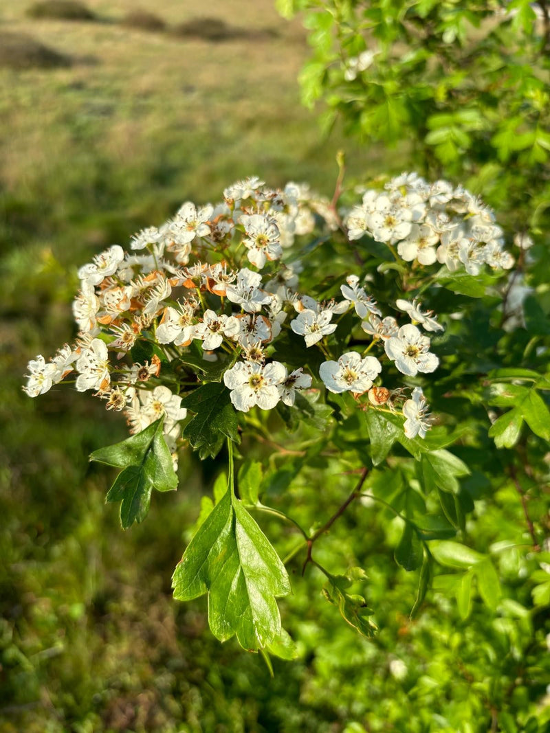 Ontdek de voordelen van Meidoorn thee: natuurlijke rust en vitaliteit
