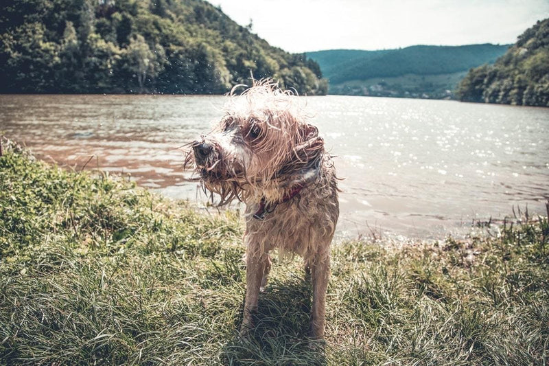Help mijn hond trilt! 5 handige tips