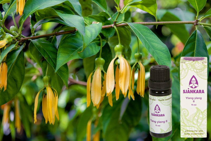 Ylang Ylang etherische olie – rust, ontspanning