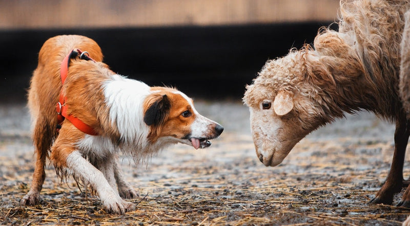 Onzekerheid bij honden