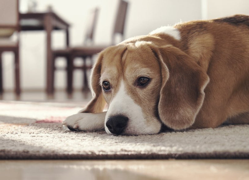Als je hond of kat rouwt
