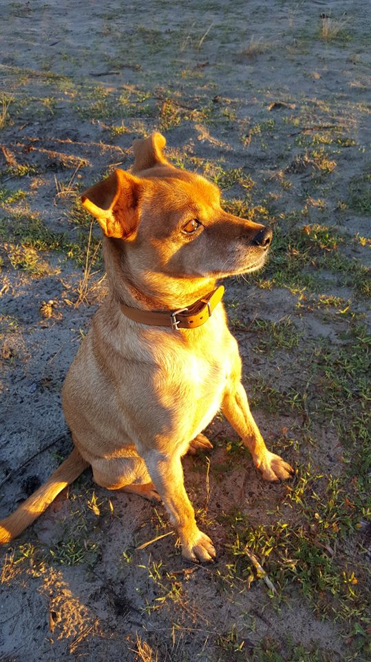 Mijn hond kreeg een beroerte