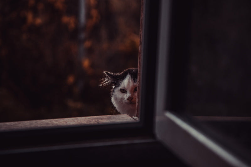 Omgaan met vuurwerk: hoe je je kat kunt helpen tijdens de feestdagen