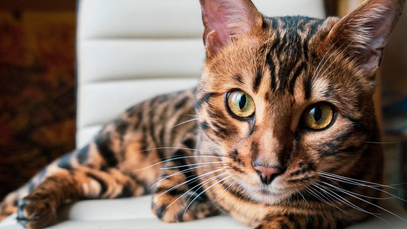 Gebruik en dosering Bach Bloesem Mix voor katten