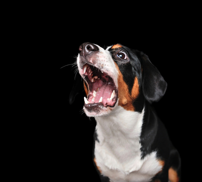 Paniek(aanvallen) bij honden herkennen en verhelpen