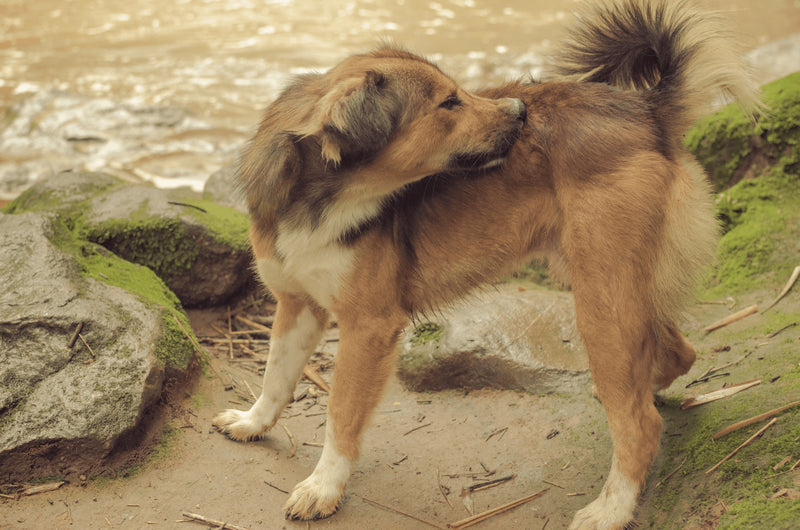 Hotspot hond? Zo herken, behandel én voorkom je ze