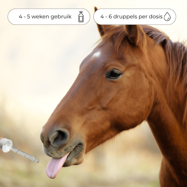 Bach Bloesem Mix Stress paard