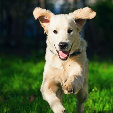 Bach Bloesem Mix Hyperactieve hond