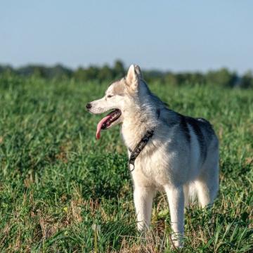 Bach Bloesem Mix Antistress hond
