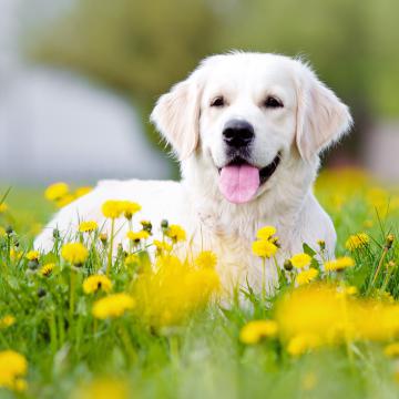 Bach Bloesem Mix Hond op maat