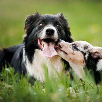 Bach Bloesem Mix Rijgedrag hond