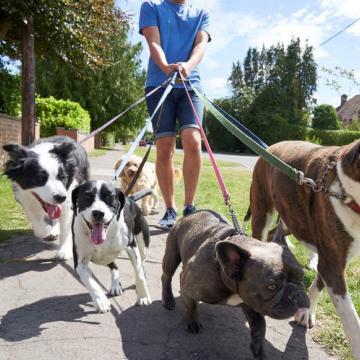 Bach Bloesem Mix Hond trekt aan de riem