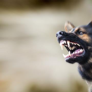 Bach Bloesem Mix Agressieve hond