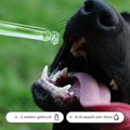 Bach Bloesem Mix Vuurwerkstress hond