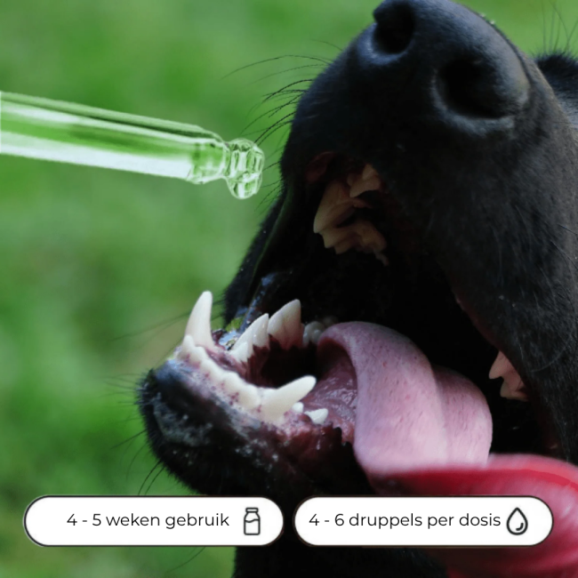 Bach Bloesem Mix Vuurwerkstress hond
