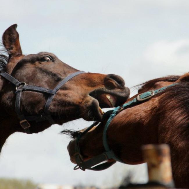 Bach Bloesem Mix Agressie & dominantie paard