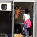 Bach Bloesem Mix Stress paard