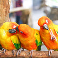 Bach Bloesem Mix Kleine dieren op maat