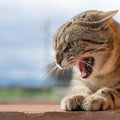 Bach Bloesem Mix Agressie Kat