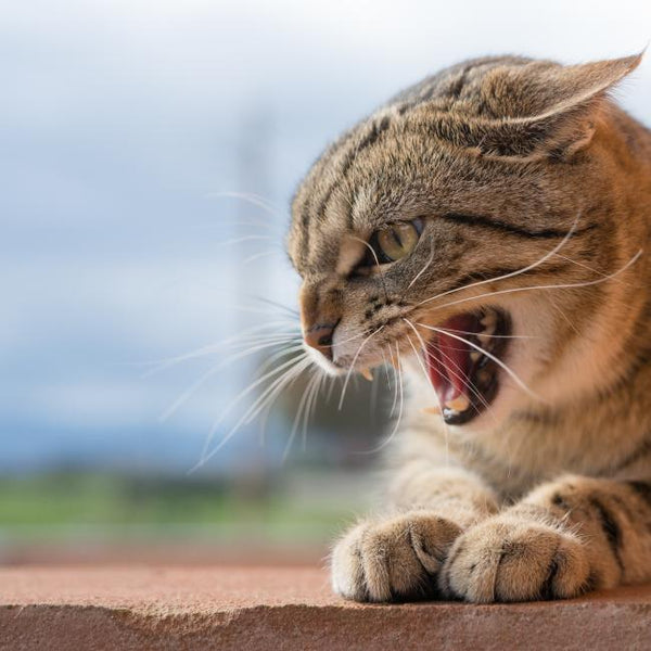 Bach Bloesem Mix Agressie Kat